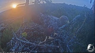 2017/09/23 07h39m~Female brings a huge branch~Juras Erglis