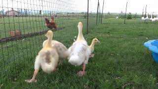 26.05.2018.Video3. Emden geese babies in OLYMPUS farm.