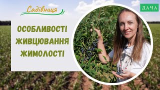 Особливості Живцювання Жимолості. Правила Розмноження Жимолості.