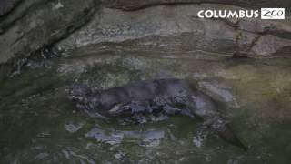 Asian Small-clawed Otter Pup Explores Outside