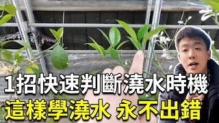 10分鐘永久學會澆水！1招快速判斷澆水時機，理解澆水底層邏輯，新手老手皆適用【禪藝綠植工作室】