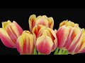 blooming tulip flowers timelapse