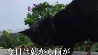 雨宿りする🐈地域猫ちゃん😿あゝ今日も待ってたのね〜cat want food and are waits