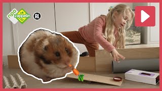 HAMSTER OP DE HINDERNISBAAN?! 🐹 | Beestenbrigade Missie | NPO Zappelin