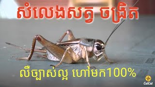 សំលេងសត្វ ចង្រិតយំ លឺច្បាស់100% Crickets Sound 100%