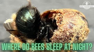 WHERE DO BEES SLEEP AT NIGHT?