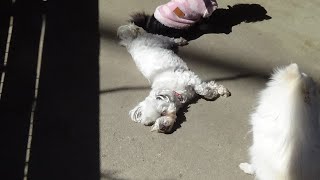 わんわん動物園