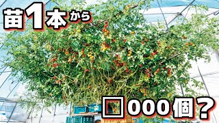 【1本の苗から大量収穫】巨木化トマトから年間何個収穫できるのか？