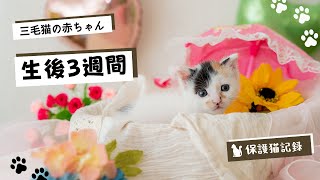 三毛猫を保護して、21日目。赤ちゃん猫を育てる特権！？