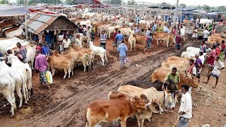 গ্রামের গরুর হাটের মাটির মানুষ || পাবনা'র হাজির হাট || Village Market || Pabna