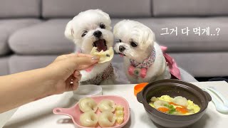 오빠 나도 좀 먹자.. | 설날 만두 먹방🥟 강아지 만두 레시피😋