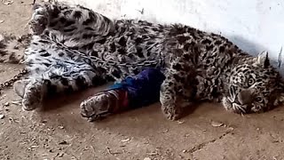 Afghanistan snow leopard
