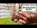 Starting an Oak Bonsai | How to Air Layer an Oak Tree