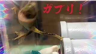 恐ろしく速いアマガエルの捕食シーン！俺でなきゃ見逃しちゃうね