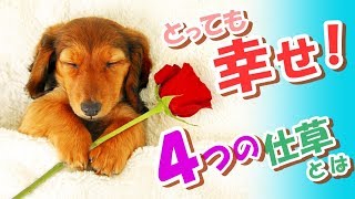 【なるほど】愛犬が幸せ(喜び)を感じた時の見せる仕草って何？！