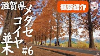 【概要紹介】日本屈指の絶景 滋賀県 メタセコイヤ並木（Metasequoia Namiki）#6