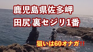 佐多岬田尻裏セジリ1番で尾長をねらいました。