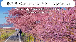 【絶景】焼津市で河津桜の絶景に出会った。山の手さくらまつり2023