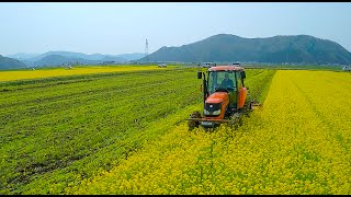 A-SAT Project 空撮 エコファーム舟枝 菜の花 福井県鯖江市