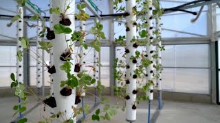 A vertical greenhouse plantation integrates agriculture into the city