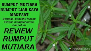 MANFAAT DAN KHASIAT RUMPUT MUTIARA UNTUK MENYEMBUHKAN BERBAGAI PENYAKIT