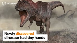 Scientists discover new dinosaur with tiny arms
