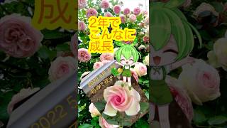 つるバラのピエールドゥロンサール♪植付けから２年間の成長記録です♪  #shorts #rose #バラ