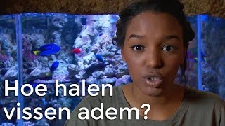 Hoe halen vissen adem? | Vragen van Kinderen