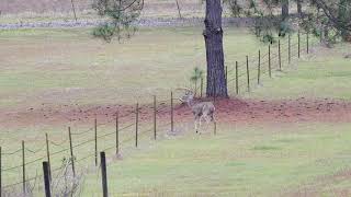 Buck jumping a fence - 647 1