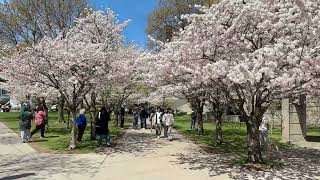 Cherry Blossom in Toronto Trinity Bellwoods Park | 4K
