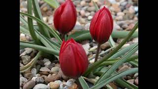 The Little beauty of Dwarf Tulips