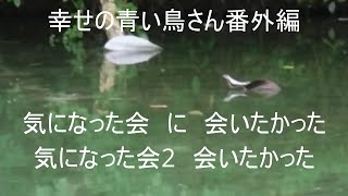 幸せの青い鳥さん番外編　気になった会2　会いたかった