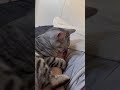 猫時計のおかげで朝寝坊ができない飼主【 shorts】