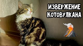 Извержение котовулкана || Разговоры о важном с котиками