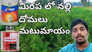 jamp insecticide|jump insecticide in telugu|rogor insecticide|rogor insecticide in telugu|mirchi