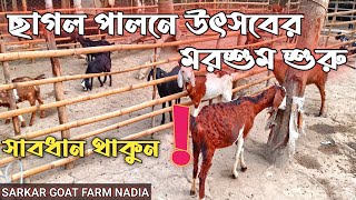 ছাগল পালনের উৎসবের মরশুম শুরু | Goat Farming In 2023 | PH - 7719337050