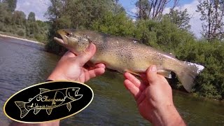 Jura - Rivière d'Ain - Une sauvage de 35, en No Kill, en sèche.