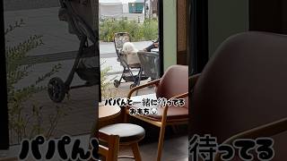 ボサボサ頭をリフレッシュ🥹ビションフリーゼ♯おもち♯アフロ犬♯可愛い♯犬♯小型犬♯もふもふ♯shorts♯ショート