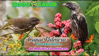 La Cigua Palmera, Ave emblemática de la República Dominicana