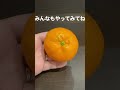 俺のみかんの剥き方！