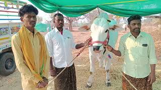 రాంపురం మఠం నాలుగు  4 పళ్ల విబాగం vachina jatha బిజినగిరి గ్రామం రాయచూరు జిల్లా