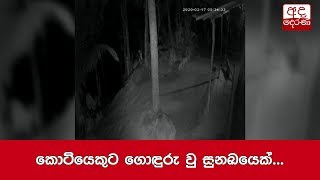 කොටියෙකුට ගොඳුරු වු සුනඛයෙක්...