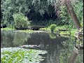 baby moorhens walking on lilypads