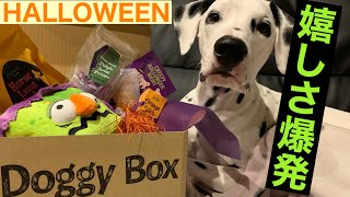 【Doggy Box 10月】ハロウィン仕様の新しいおもちゃに嬉しさが爆発しちゃったダルメシアン#ドギーボックス#プレゼント#ダルメシアン