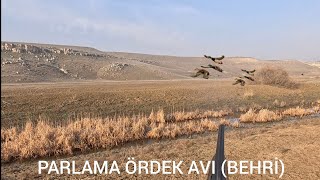 #parlama ördek avı #duckhunting #harehunting #behri #kirik