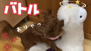 仲良しだったのにだったのに喧嘩が始まりました…🐶🦙【カニンヘンダックスフンド】