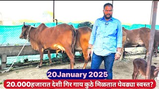 20.हजारात कालवढ ||गिर गाय कुठे मिळतात येवढ्या स्वस्त?💥💫||Gir Cow in maharatara❤️💥|| ndian cow breed