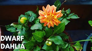 How To Grow Beautiful Dwarf Dahlias In Containers