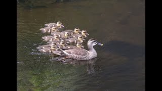 恩田川のカルガモ親子