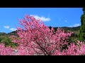 【4k】 2023年4月　【勝原の花桃】　まさに桃源郷！【flower peach of kadohara】 april 9 2023